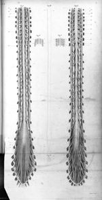 Pl. II. Fig. 1. Face antérieure / Fig. 2. Face postérieure de la masse nerveuse de la colonne vertéb [...]