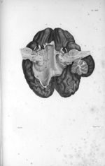 Pl. XVII. Cerveau posé sur sa face supérieure - Anatomie et physiologie du système nerveux en généra [...]