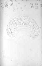 Pl. XXXV. Cerveau de l'éléphant - Anatomie et physiologie du système nerveux en général et du cervea [...]