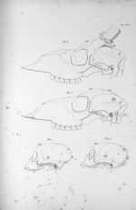 Pl. LXV. Fig. 1. Crâne d'un singe mâle / Fig. 2. D'un singe femelle / Fig. 3. Du chevreuil / Fig. 4. [...]