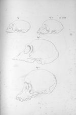 Pl. LXXIX. Crânes. Fig. 1. Du sajou / Fig. 2. Du singe capucin / fig. 3. Du singe troglodyte / Fig.  [...]