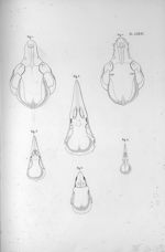 Pl. LXXXI. Fig. 1. Crâne d'une chienne, avec le sens de la localité très-foible / Fig. 2. D'une chie [...]