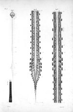 Pl. I. Fig. 1. Système nerveux d'une chenille / Fig. 2. Cerveau, cervelet et système nerveux de la c [...]