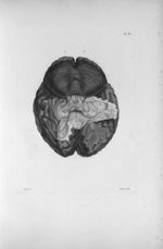 Pl. XV. Cerveau humain posé sur sa face supérieure - Anatomie et physiologie du système nerveux en g [...]