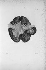 Pl. XVII. Cerveau posé sur sa face supérieure - Anatomie et physiologie du système nerveux en généra [...]