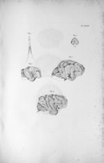 Pl. XXXIII. Fig. 1. Cerveau et moëlle épinière de la grenouille / Fig. 2. Cerveau d'une poule / Fig. [...]