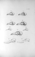 Pl. LVII. Fig. 1. Crâne d'un coq / Fig. 2. Crâne d'une poule / Fig. 3. Crâne d'un chapon / Fig. 4. C [...]