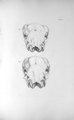 Pl. LIX. Fig. 1. Crâne du veau femelle / Fig. 2. Du veau mâle - Anatomie et physiologie du système n [...]