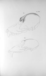 Pl. LXVII. Fig. 2. Crâne du pongos / Fig. 2. Du Papion - Anatomie et physiologie du système nerveux  [...]