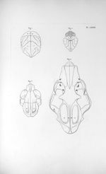 Pl. LXXVII. Fig. 1. Cerveau d'une guenon / Fig. 2. Cerveau du chat / Fig. 3. Crâne d'une chatte / Fi [...]