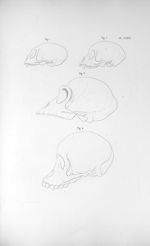 Pl. LXXIX. Crânes. Fig. 1. Du sajou / Fig. 2. Du singe capucin / fig. 3. Du singe troglodyte / Fig.  [...]