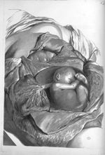 Mulieris ultra septem menses gravidae apertum abdomen  - Anatomia humani corporis, centum et quinque [...]