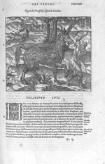 Pirassoipi, espece de licorne - Les Oeuvres d'Ambroise Paré,... divisées en vingt huict livres avec  [...]