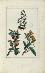 Planche I - Herbier ou collection des plantes médicinales de la Chine d'après un manuscrit peint et  [...]