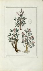 Planche II - Herbier ou collection des plantes médicinales de la Chine d'après un manuscrit peint et [...]