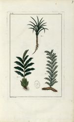 Planche III - Herbier ou collection des plantes médicinales de la Chine d'après un manuscrit peint e [...]
