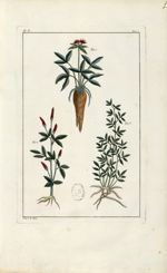 Planche V - Herbier ou collection des plantes médicinales de la Chine d'après un manuscrit peint et  [...]
