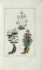 Planche VI - Herbier ou collection des plantes médicinales de la Chine d'après un manuscrit peint et [...]