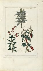 Planche VII - Herbier ou collection des plantes médicinales de la Chine d'après un manuscrit peint e [...]