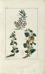 Planche VIII - Herbier ou collection des plantes médicinales de la Chine d'après un manuscrit peint  [...]