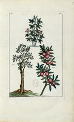 Planche IX - Herbier ou collection des plantes médicinales de la Chine d'après un manuscrit peint et [...]