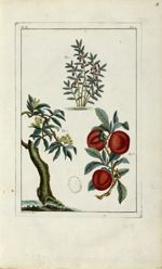 Planche X - Herbier ou collection des plantes médicinales de la Chine d'après un manuscrit peint et  [...]