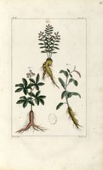 Planche II. Decad. 2 - Herbier ou collection des plantes médicinales de la Chine d'après un manuscri [...]