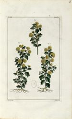 Planche III. Decad. 2 - Herbier ou collection des plantes médicinales de la Chine d'après un manuscr [...]