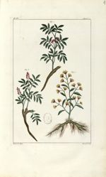 Planche IV. Decad. 2 - Herbier ou collection des plantes médicinales de la Chine d'après un manuscri [...]