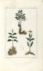 Planche V. Decad. 2 - Herbier ou collection des plantes médicinales de la Chine d'après un manuscrit [...]