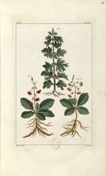 Planche VI. Decad. 2 - Herbier ou collection des plantes médicinales de la Chine d'après un manuscri [...]