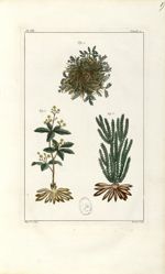 Planche VII. Decad. 2 - Herbier ou collection des plantes médicinales de la Chine d'après un manuscr [...]