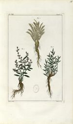 Planche VIII. Decad. 2 - Herbier ou collection des plantes médicinales de la Chine d'après un manusc [...]