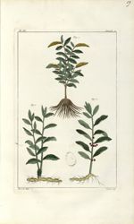 Planche IX. Decad. 2 - Herbier ou collection des plantes médicinales de la Chine d'après un manuscri [...]