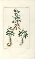 Planche X. Decad. 2 - Herbier ou collection des plantes médicinales de la Chine d'après un manuscrit [...]