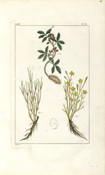 Planche I. Dec. 3. Cent. 2 - Herbier ou collection des plantes médicinales de la Chine d'après un ma [...]