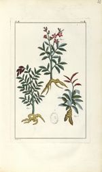 Planche II. Dec. 3. Cent. 2 - Herbier ou collection des plantes médicinales de la Chine d'après un m [...]