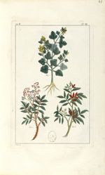 Planche III. Dec. 3. Cent. 2 - Herbier ou collection des plantes médicinales de la Chine d'après un  [...]