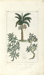 Planche IV. Dec. 3. Cent. 2 - Herbier ou collection des plantes médicinales de la Chine d'après un m [...]