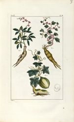 Planche V. Dec. 3. Cent. 2 - Herbier ou collection des plantes médicinales de la Chine d'après un ma [...]