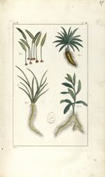 Planche IX. Dec. 3. Cent. 2 - Herbier ou collection des plantes médicinales de la Chine d'après un m [...]