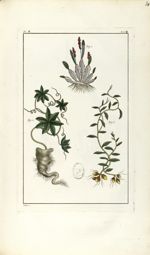 Planche X. Dec. 3. Cent. 2 - Herbier ou collection des plantes médicinales de la Chine d'après un ma [...]