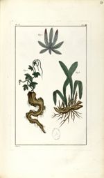 Planche I. Dec. 4. Cent. 2 - Herbier ou collection des plantes médicinales de la Chine d'après un ma [...]
