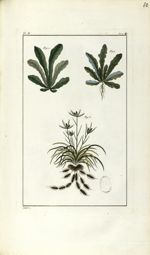 Planche II. Dec. 4. Cent. 2 - Herbier ou collection des plantes médicinales de la Chine d'après un m [...]