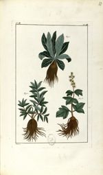 Planche III. Dec. 4. Cent. 2 - Herbier ou collection des plantes médicinales de la Chine d'après un  [...]