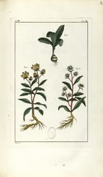 Planche IV. Dec. 4. Cent. 2 - Herbier ou collection des plantes médicinales de la Chine d'après un m [...]