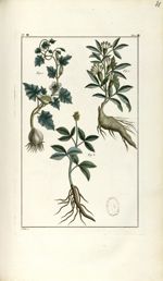 Planche VI. Dec. 4. Cent. 2 - Herbier ou collection des plantes médicinales de la Chine d'après un m [...]