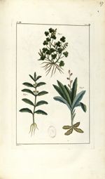 Planche VII. Dec. 4. Cent. 2 - Herbier ou collection des plantes médicinales de la Chine d'après un  [...]