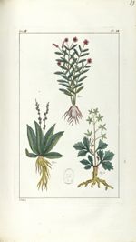 Planche IX. Dec. 4. Cent. 2 - Herbier ou collection des plantes médicinales de la Chine d'après un m [...]