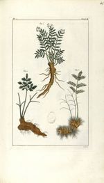Planche I. Decad. 5. Cent. 2 - Herbier ou collection des plantes médicinales de la Chine d'après un  [...]